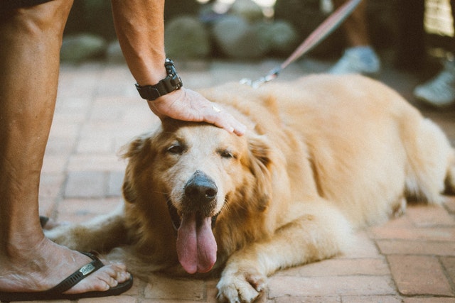 Golden retriever souriant étant animal de compagnie sur la tête