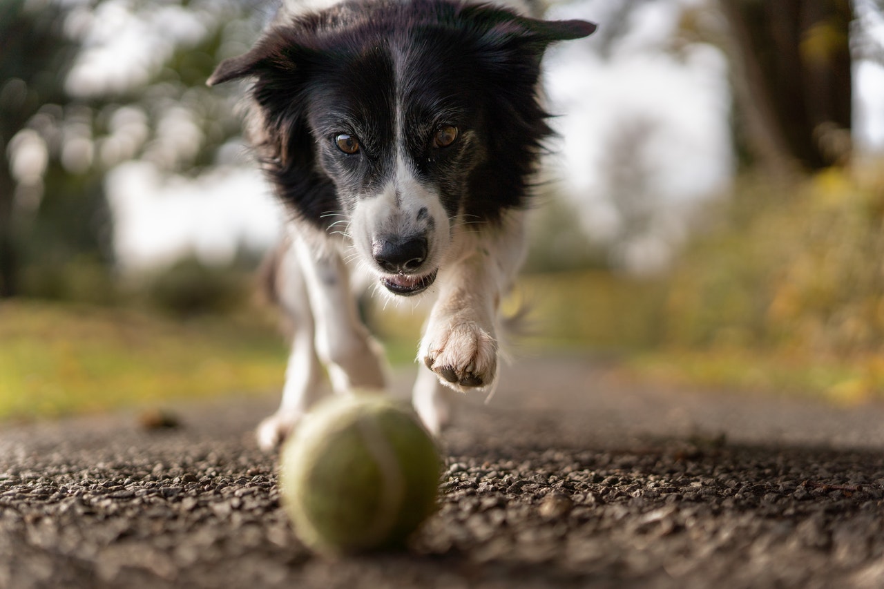 Chien noir et blanc courant après une balle