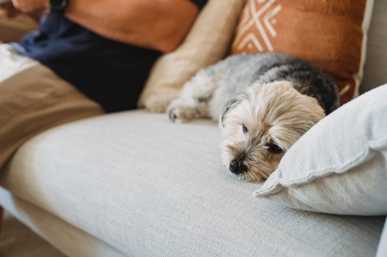 Small dog sleeping on the couch beside their owner