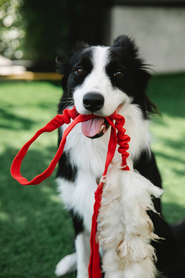 Sitting dog holding as leash in their mouth