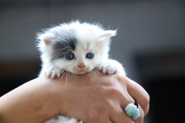 Small white kitten held in adult hands.