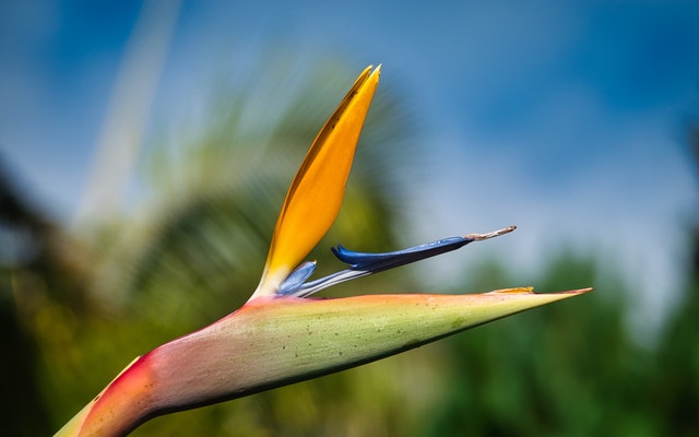 oiseau de paradis