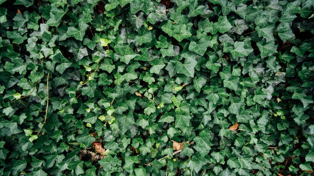 English ivy