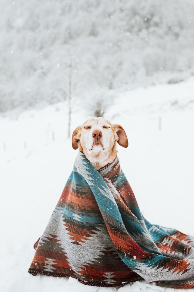 Dog sitting in the snow wrapped in a blanket