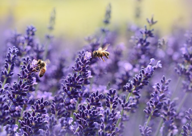 lavender surrounded by bees