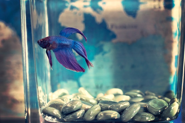 Betta fish in a small tank with stones at the bottom