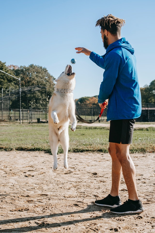 White dog jumping for a ball