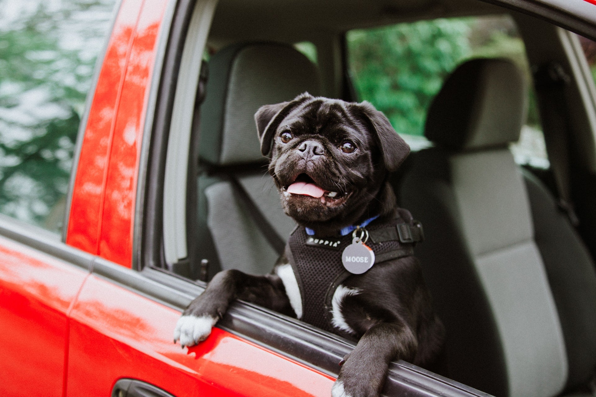 Black pug leaning out of a car window