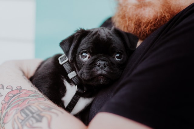 Baby pug cuddling with owner