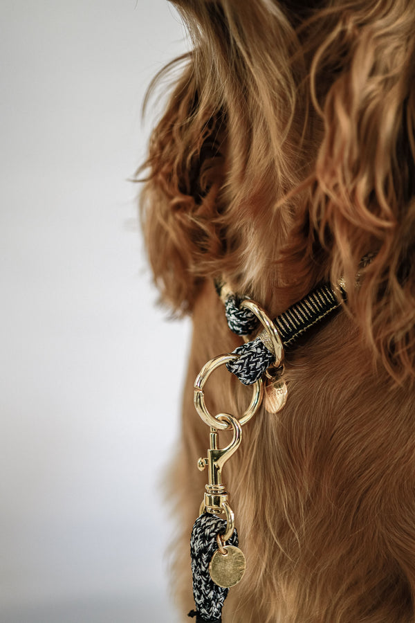 Choker Dog Collar | The Floyd