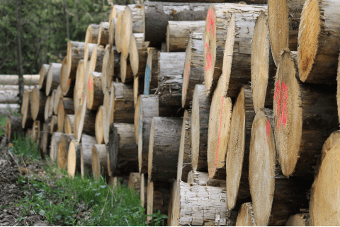 troncos de madera cortados, vista lateral