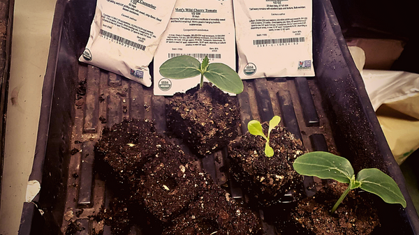 organic seed starting potting soil