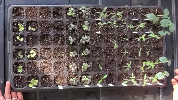 organic seed starting potting soil