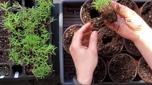 sprout organic seed starting and potting soil mix free workshop