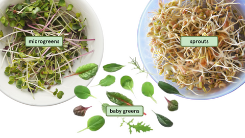 microgreens.sprouts.babygreens