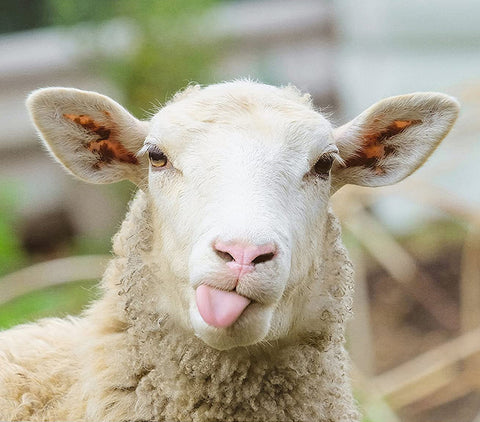 Funny sheep sticking it's tongue out in the photo