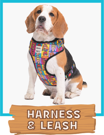 harnesses and leashes