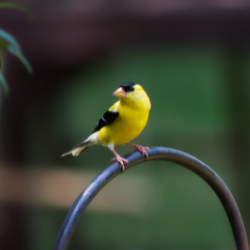 goldfinch on bar