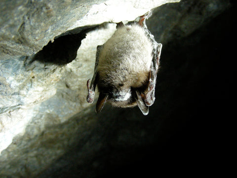 small bat with white nose syndrome