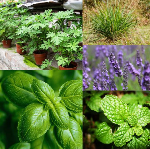 Benesafe Solutions Blog Post 5 Plants to help keep bugs away