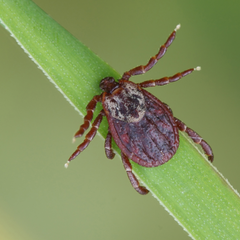Tick on blade of grass, keep ticks away from your yard with Benesafe. 