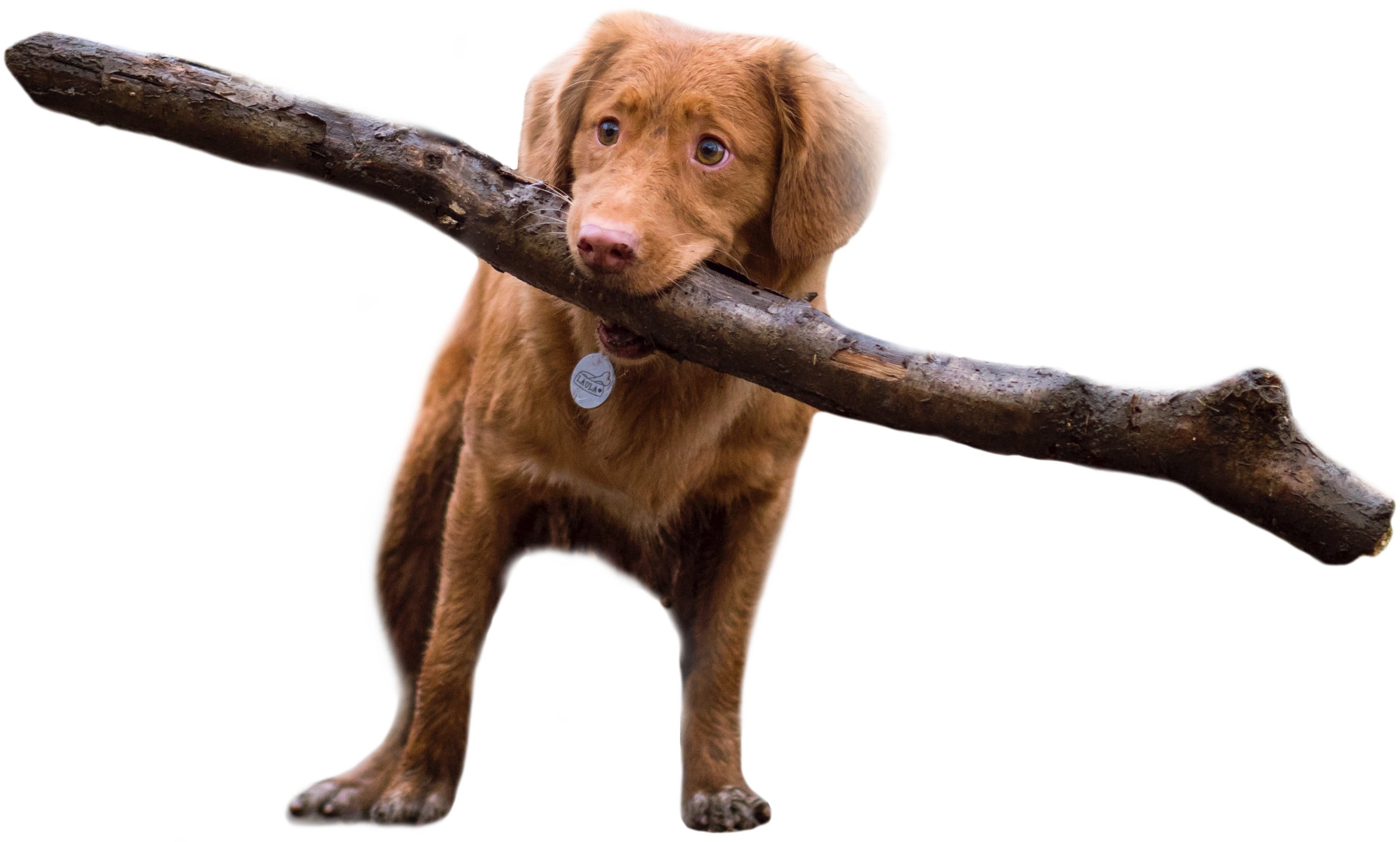 wandering dog with stick