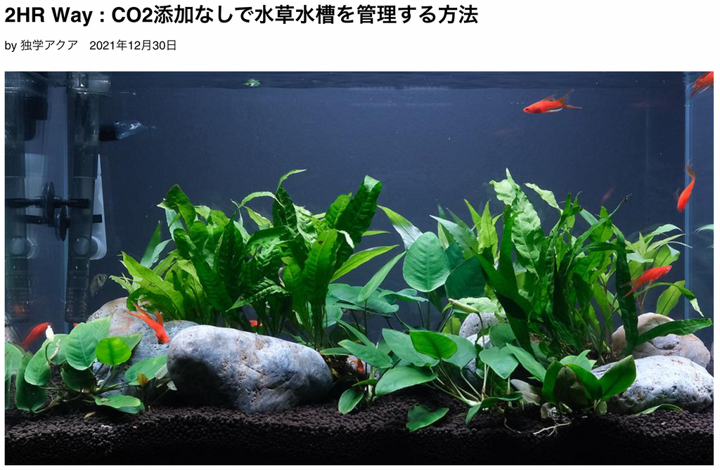陰性水草の育て方と活着方法 The 2hr Aquarist Japan