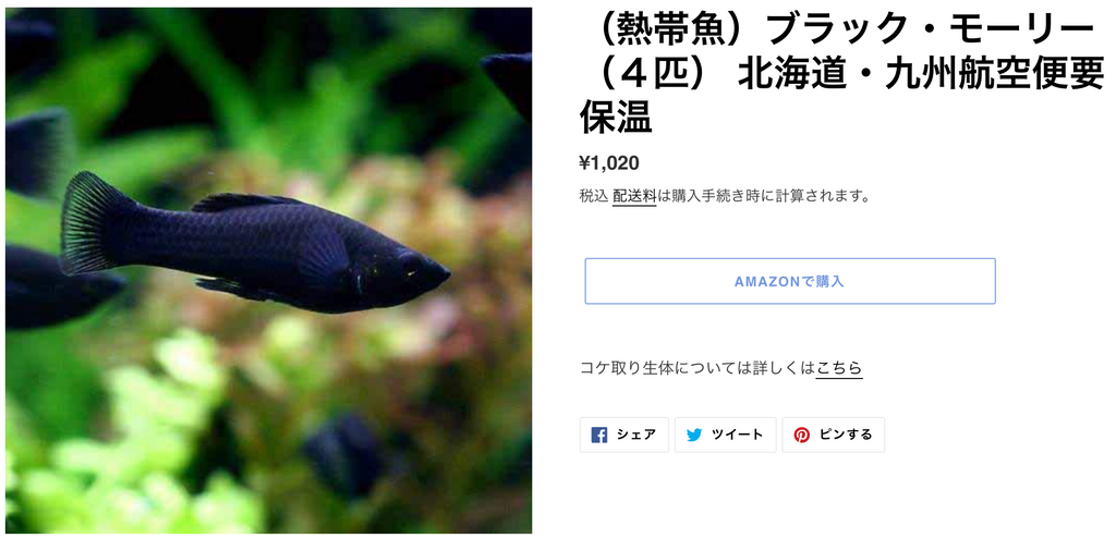 水槽におすすめのコケ取り生体 The 2hr Aquarist Japan