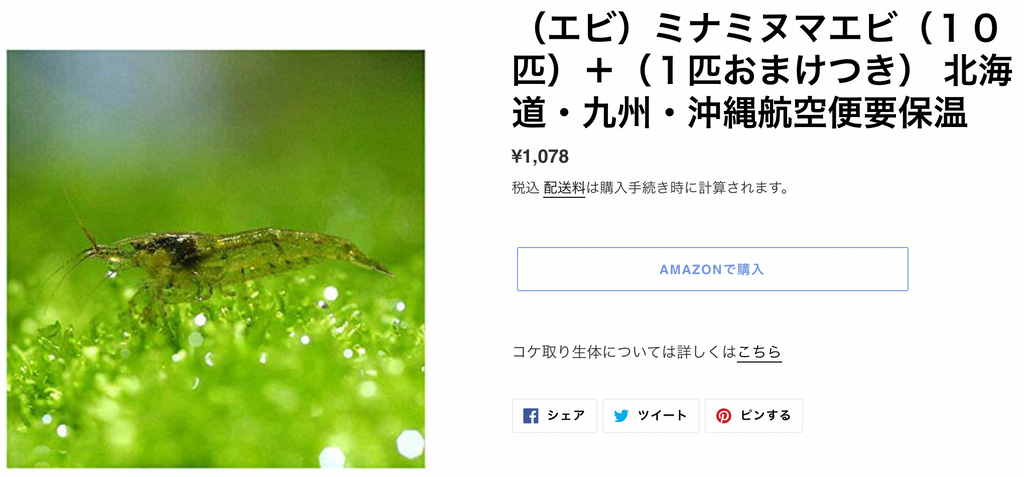 水槽 水草 おすすめ コケ取り生体 サイアミーズフライングフォックス ヤマトヌマエビ ミナミヌマエビ オトシンクルス