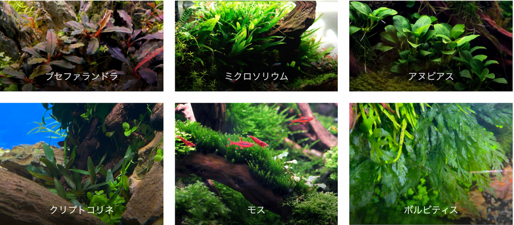 陰性水草の育て方と活着方法 The 2hr Aquarist Japan