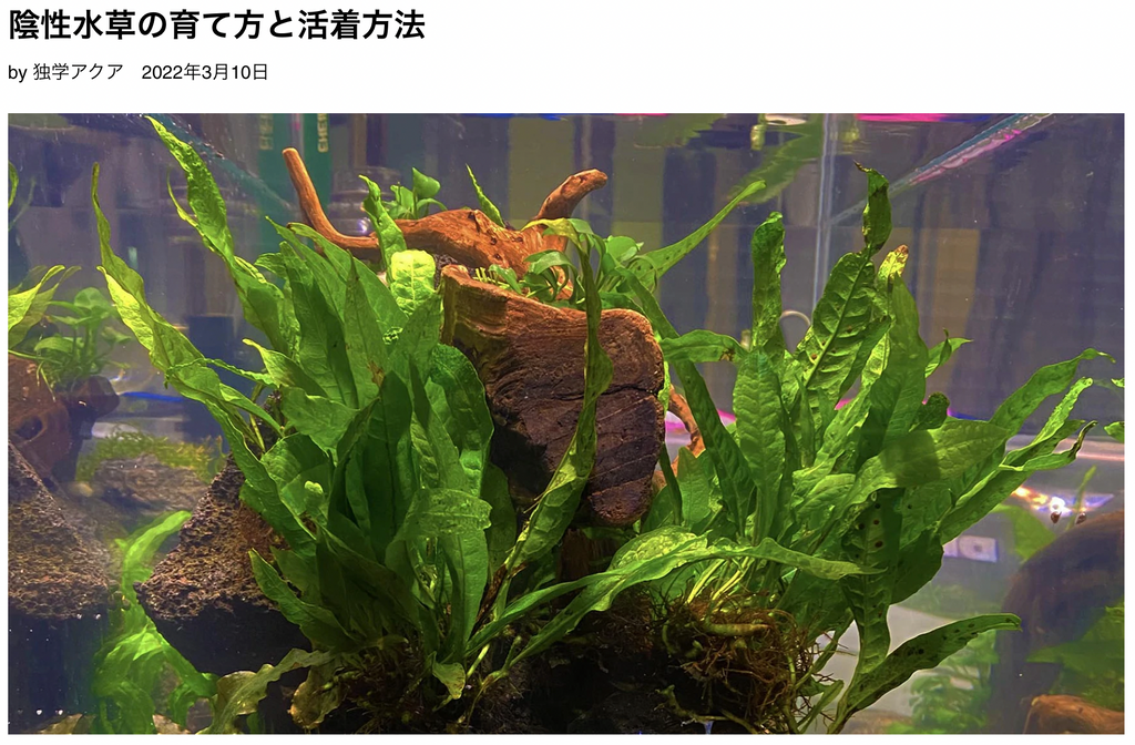 Co2なしでも育つおすすめの水草 The 2hr Aquarist Japan