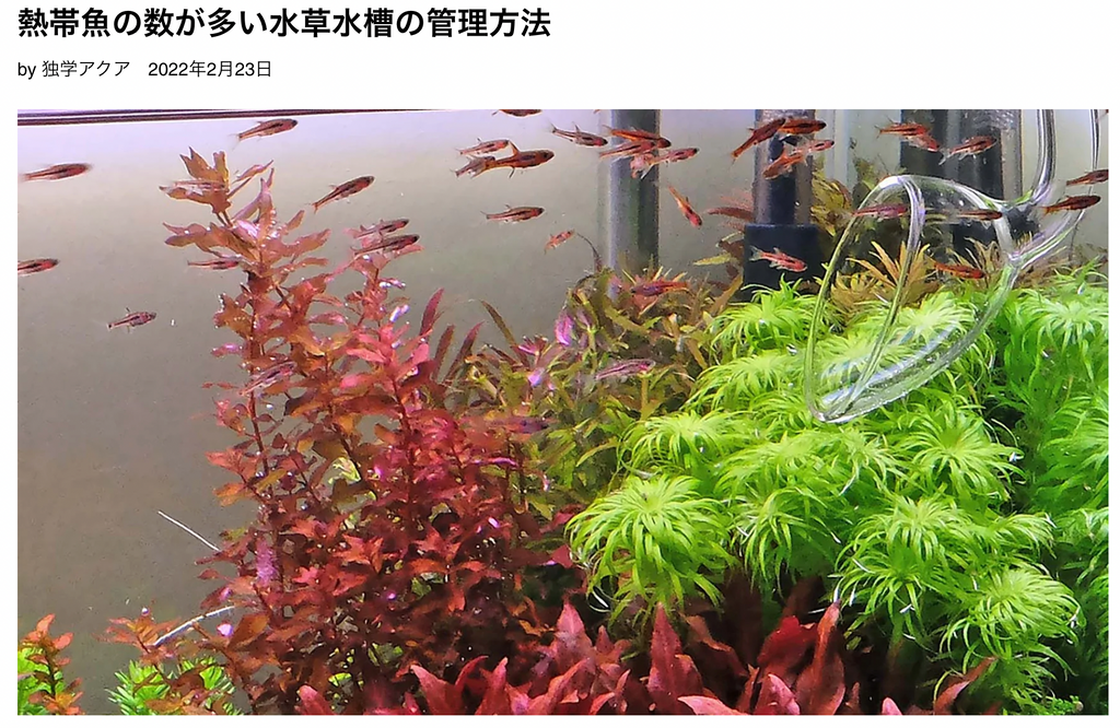 熱帯魚　多い　水草水槽　管理