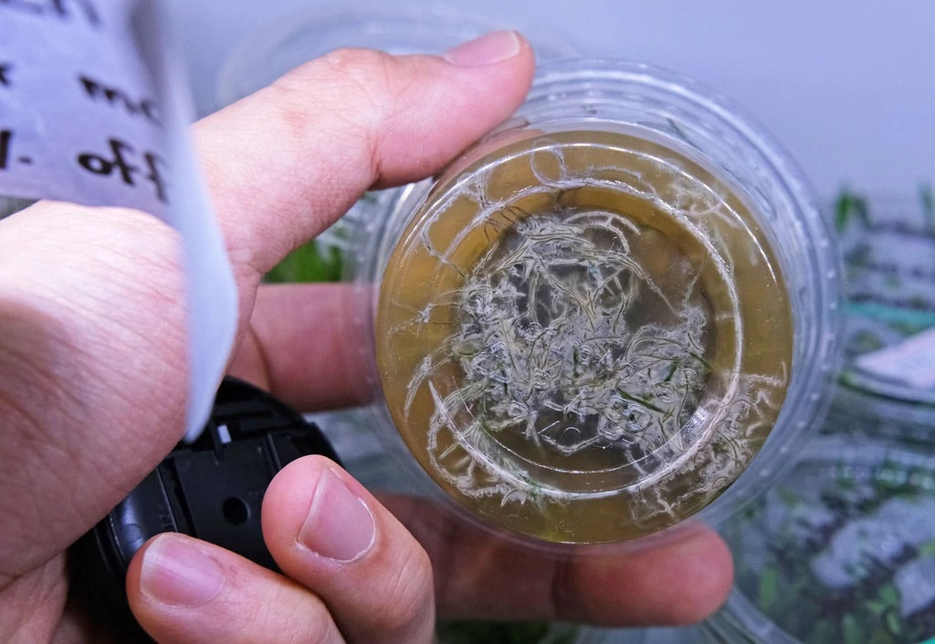 水草 溶け 枯れる 組織培養 陰性水草 アヌビアス ミクロソリウム ブセファランドラ