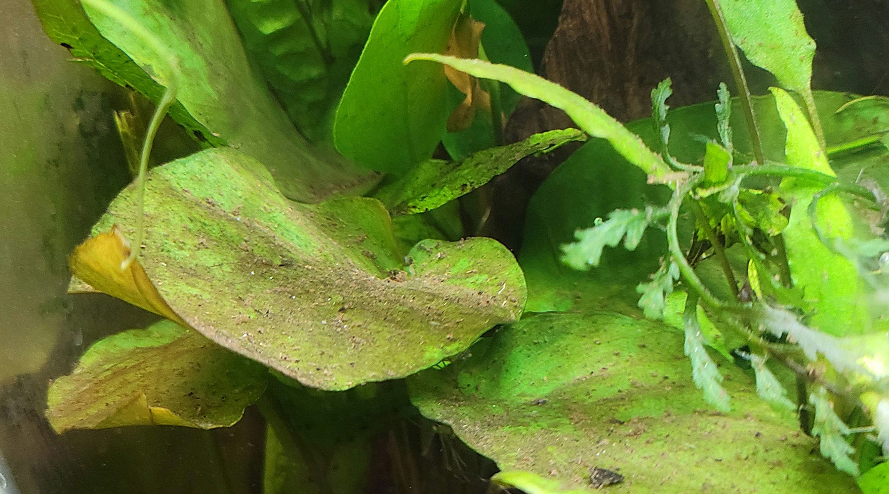 水草 溶け 枯れる 組織培養 陰性水草 アヌビアス ミクロソリウム ブセファランドラ