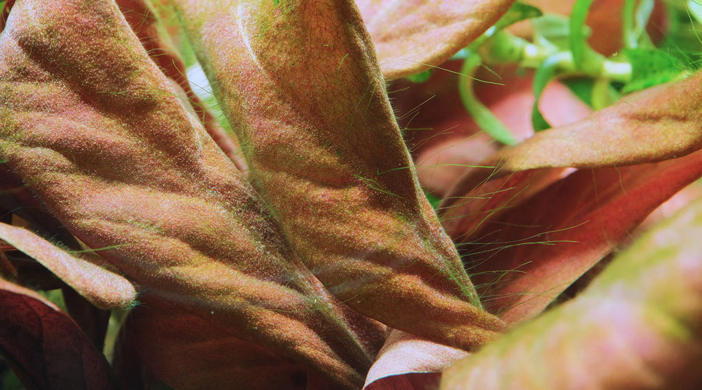 コケ 大量 発生 原因