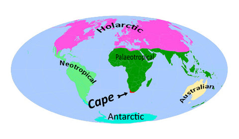 Cape Floral Kingdom Map