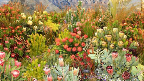 Cape Floral Kingdom