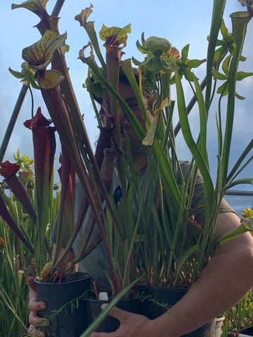 1st Carnivorous Plant Identified In 20 Years Grows Near Vancouver