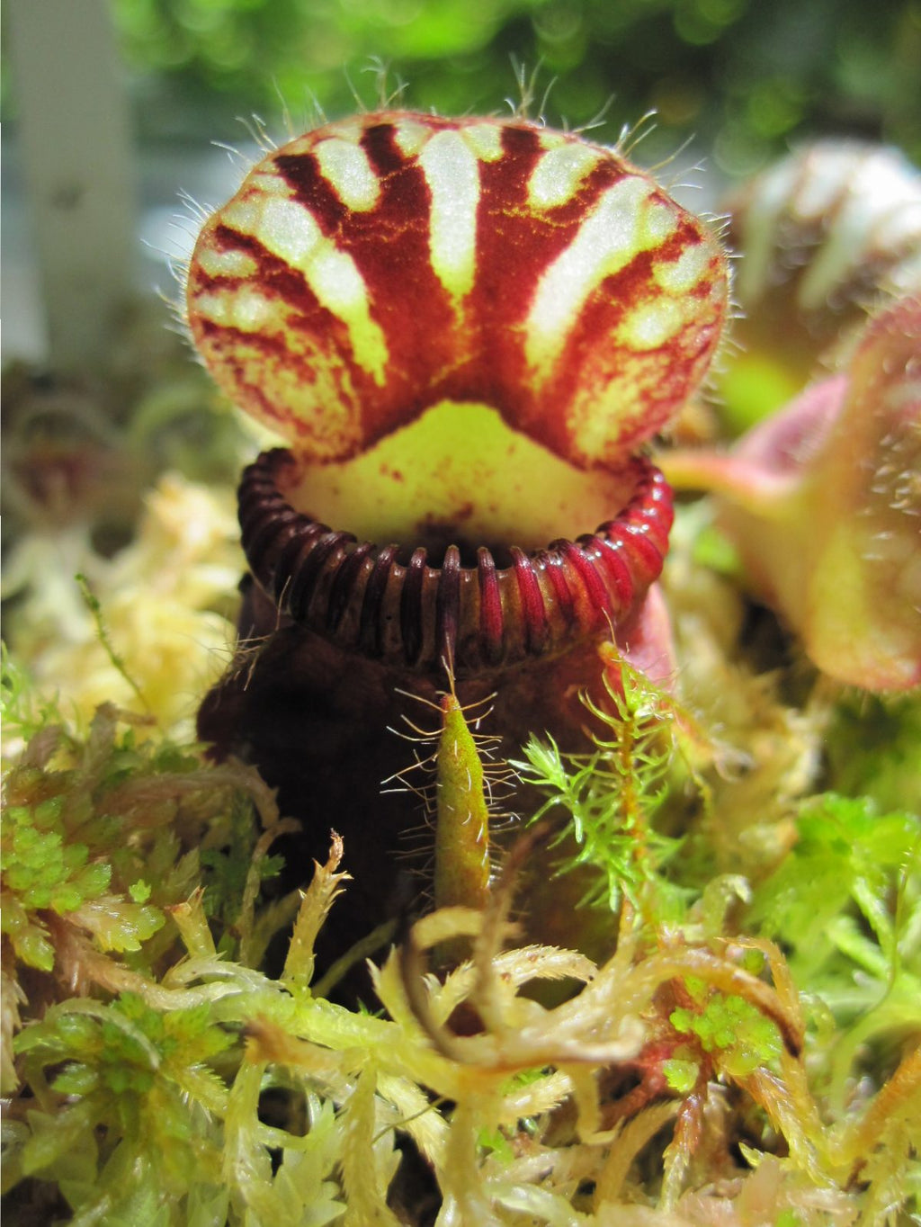 Cephalotus follicularis 