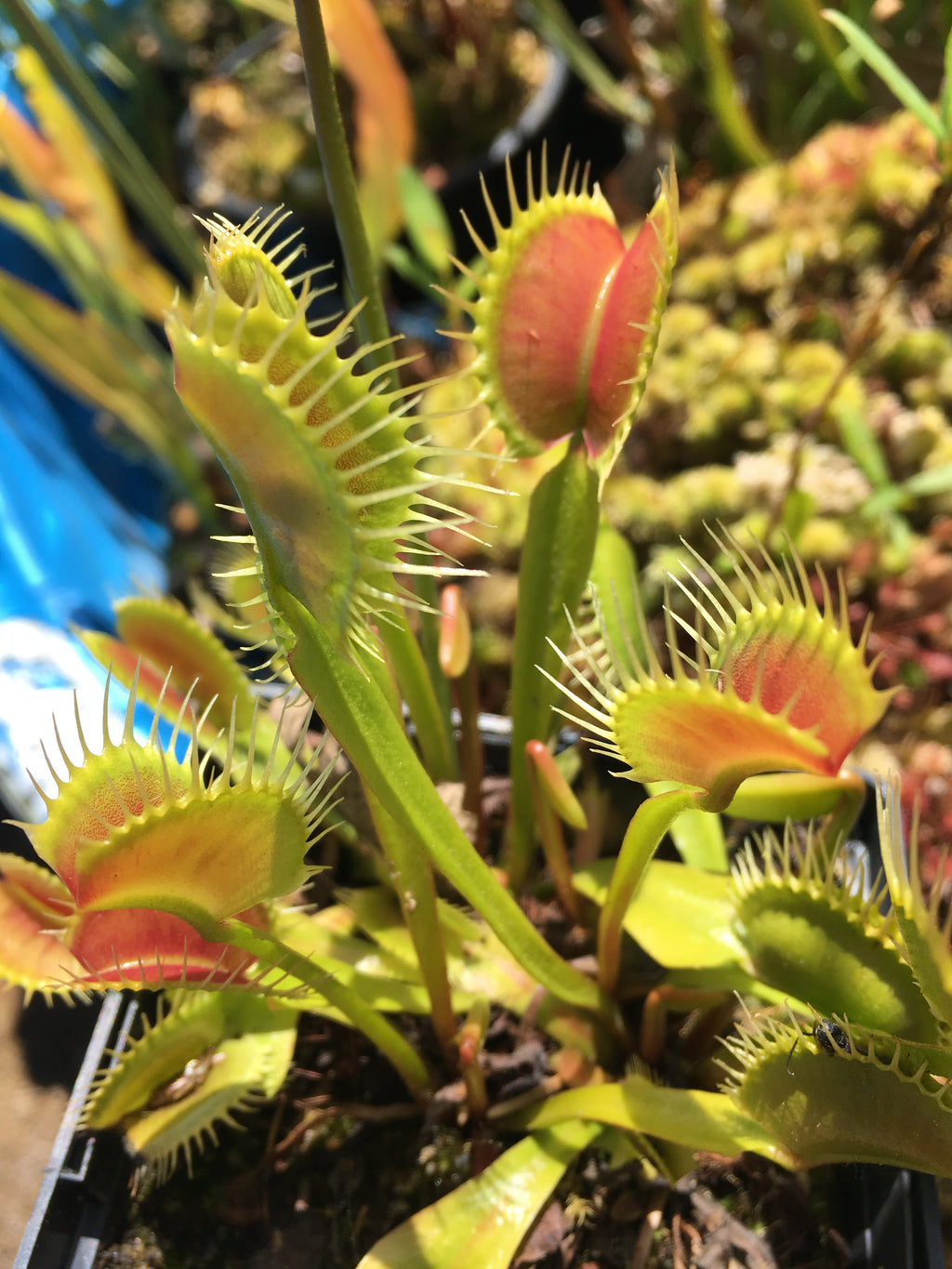 Venus Flytrap 'Southwest Giant' – Carnivorous Plant Store