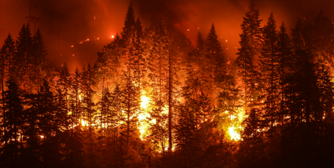 incendios forestales, confianza en la selva tropical, conservación