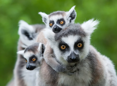 proyecto lemur confianza en la selva tropical