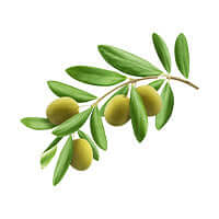 Olive Oil