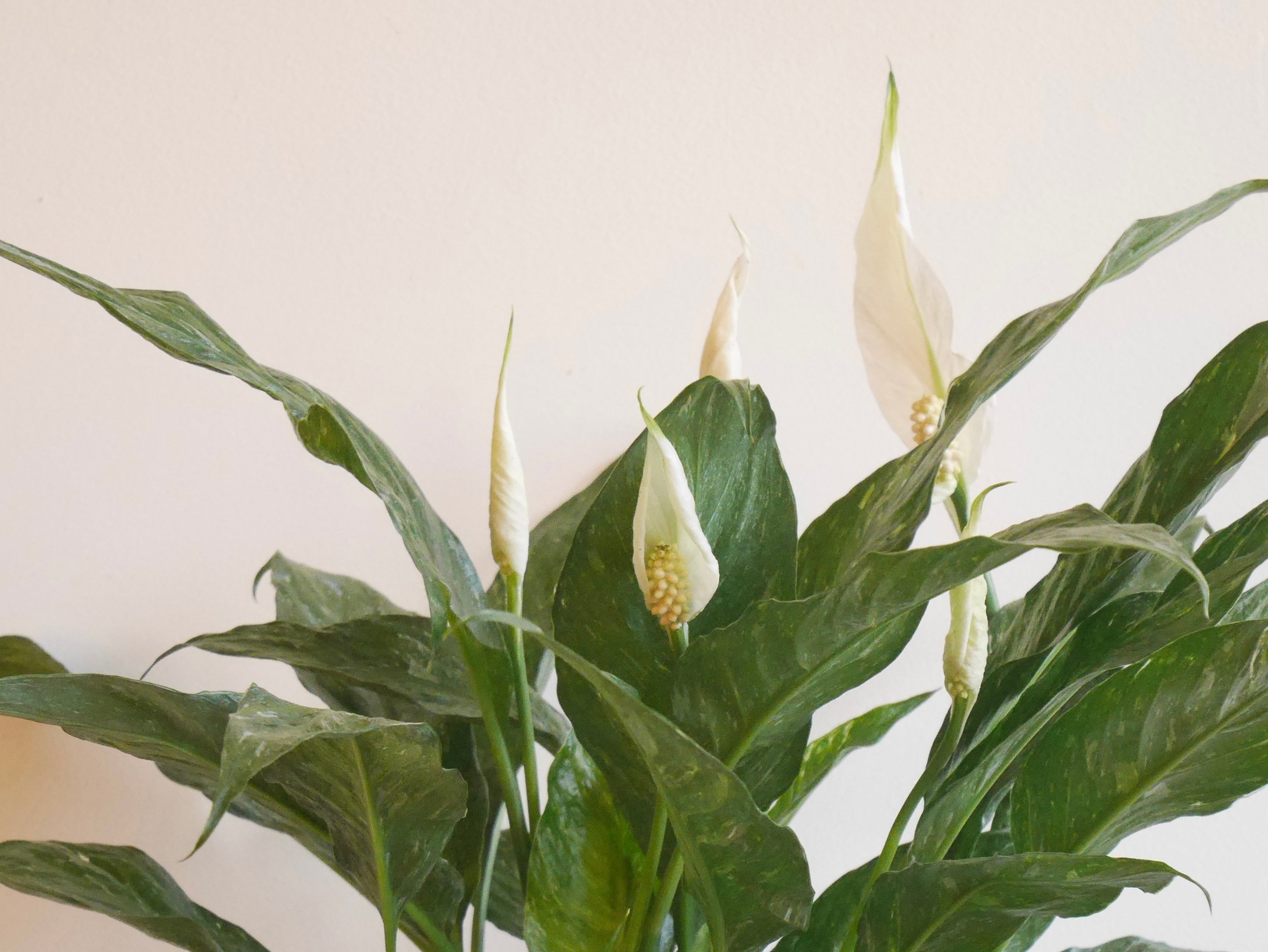 Plant Corner NYC cover image