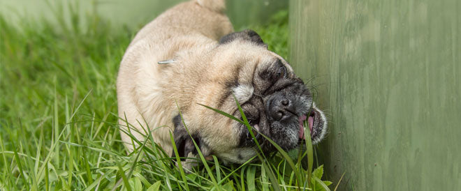 can a dog get mange from grass