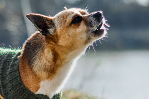 chiens peureux qui aboie