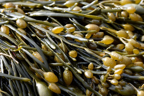  le kelp, algue anti-tartre pour chien