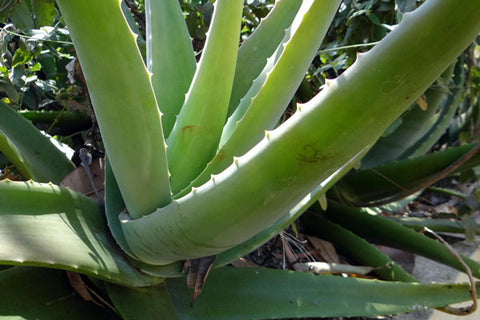 Feuilles d’Aloe vera, une plante dangereuse pour les chiens