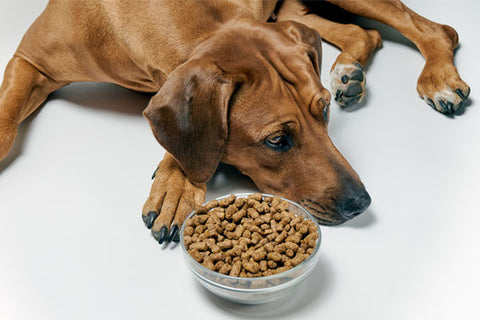 chien refusant de manger ses croquettes