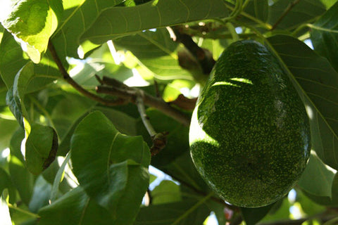 Avocatier dont les feuilles et les fruits sont toxiques pour les chiens